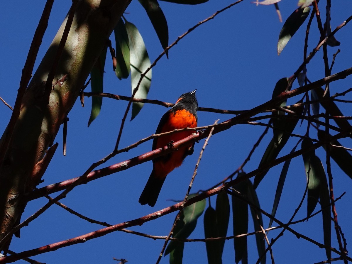 Scarlet-bellied Mountain Tanager - ML621534245