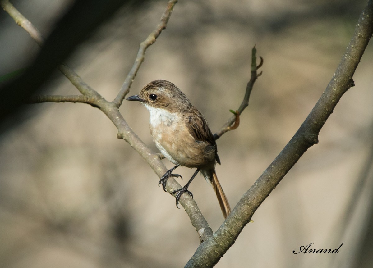 Gray Bushchat - ML621534268