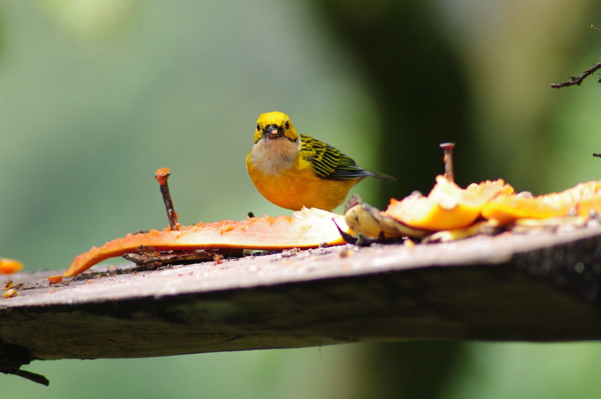Silver-throated Tanager - ML621534271