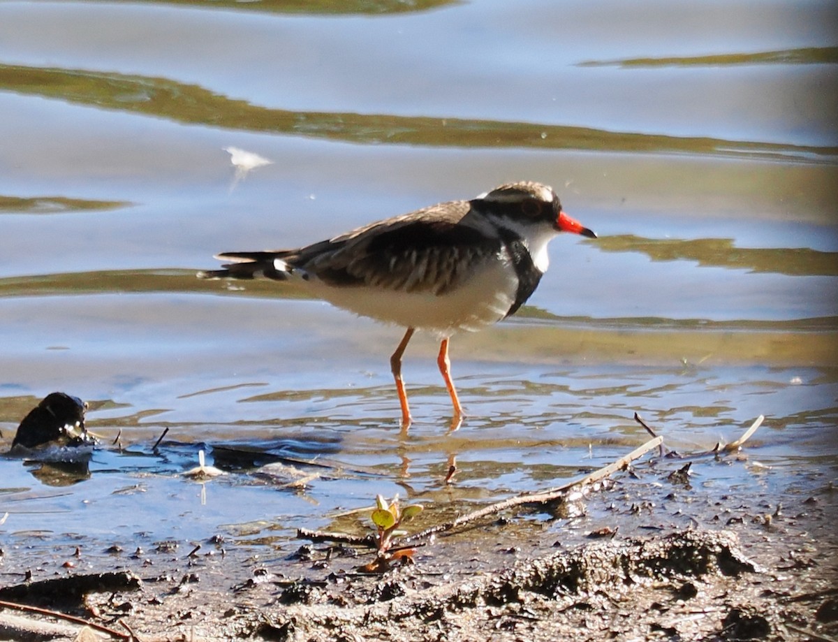 Black-fronted Dotterel - ML621534386