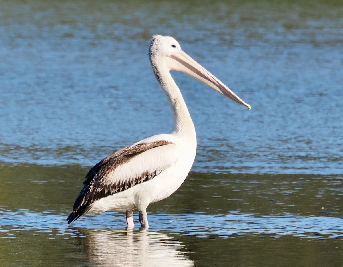 Australian Pelican - ML621534414