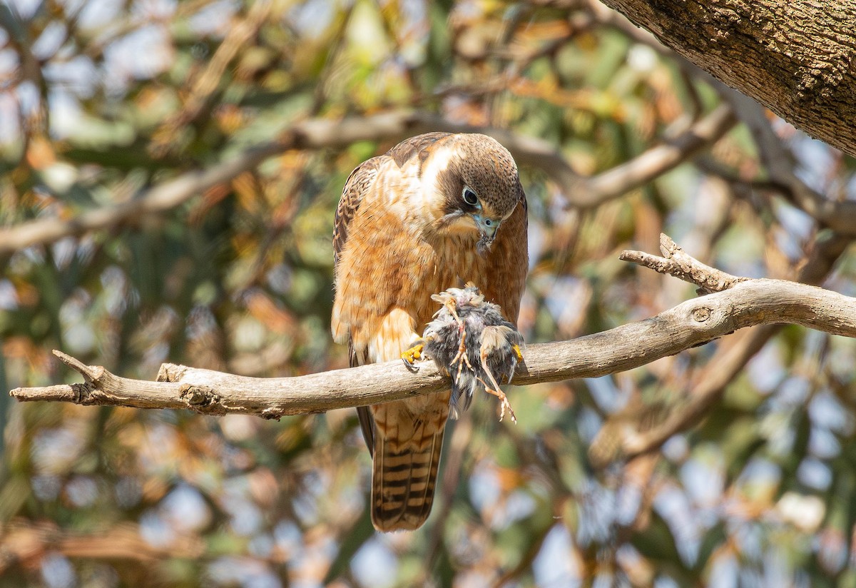 Australian Hobby - ML621534508