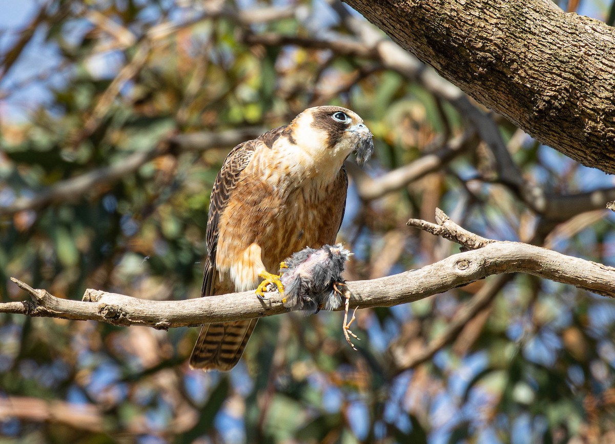 Australian Hobby - ML621534514