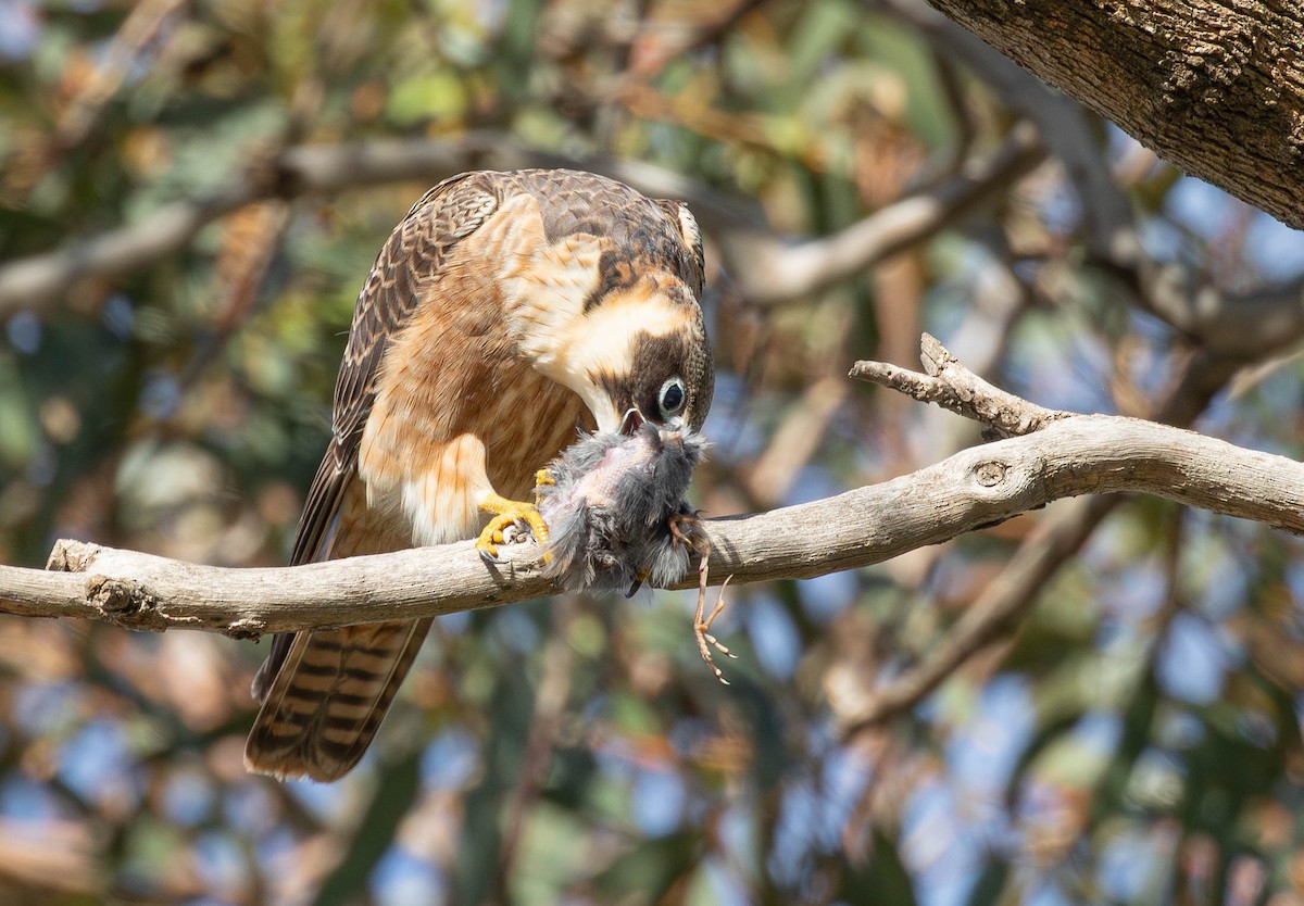 Australian Hobby - ML621534517