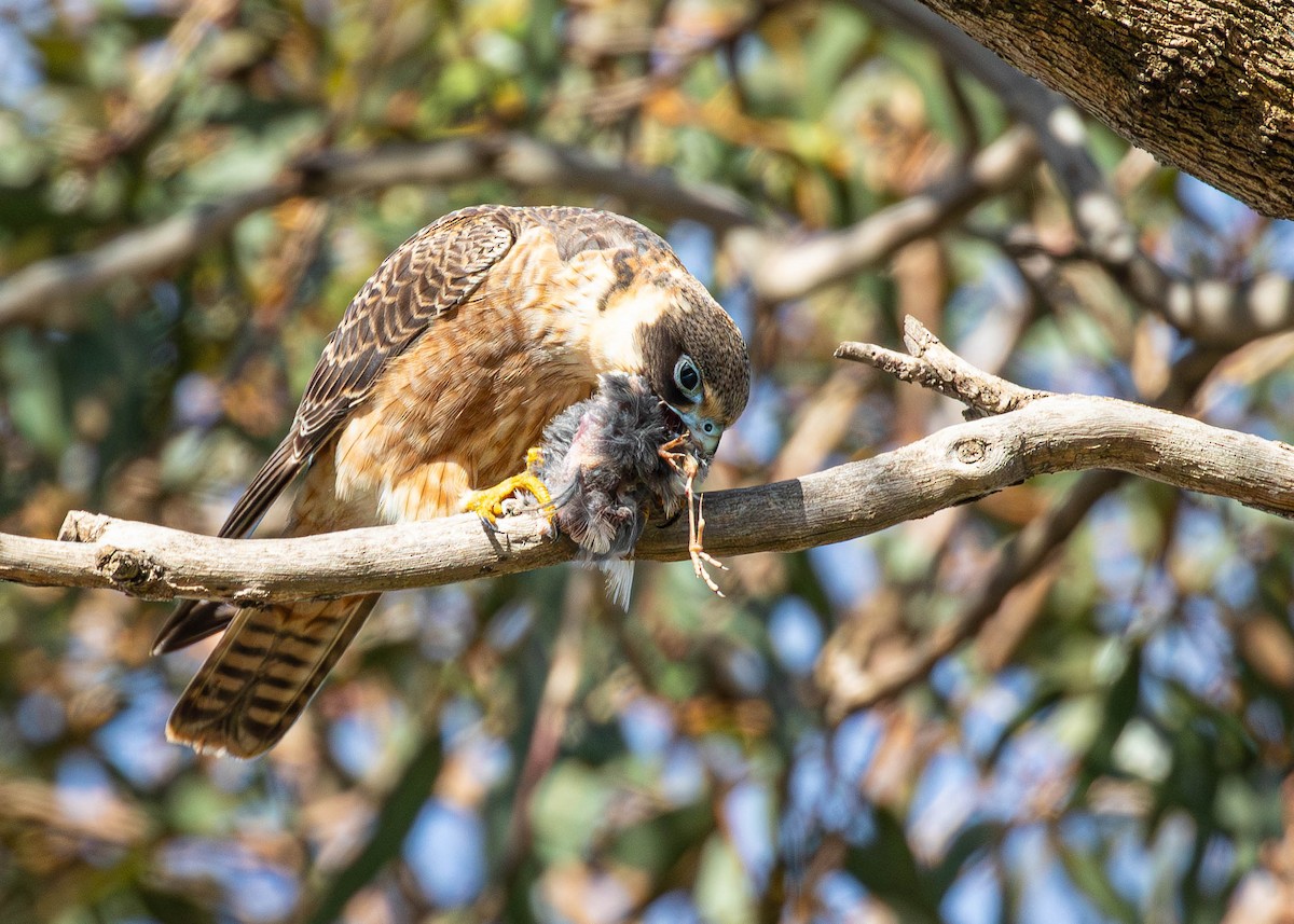 Australian Hobby - ML621534518