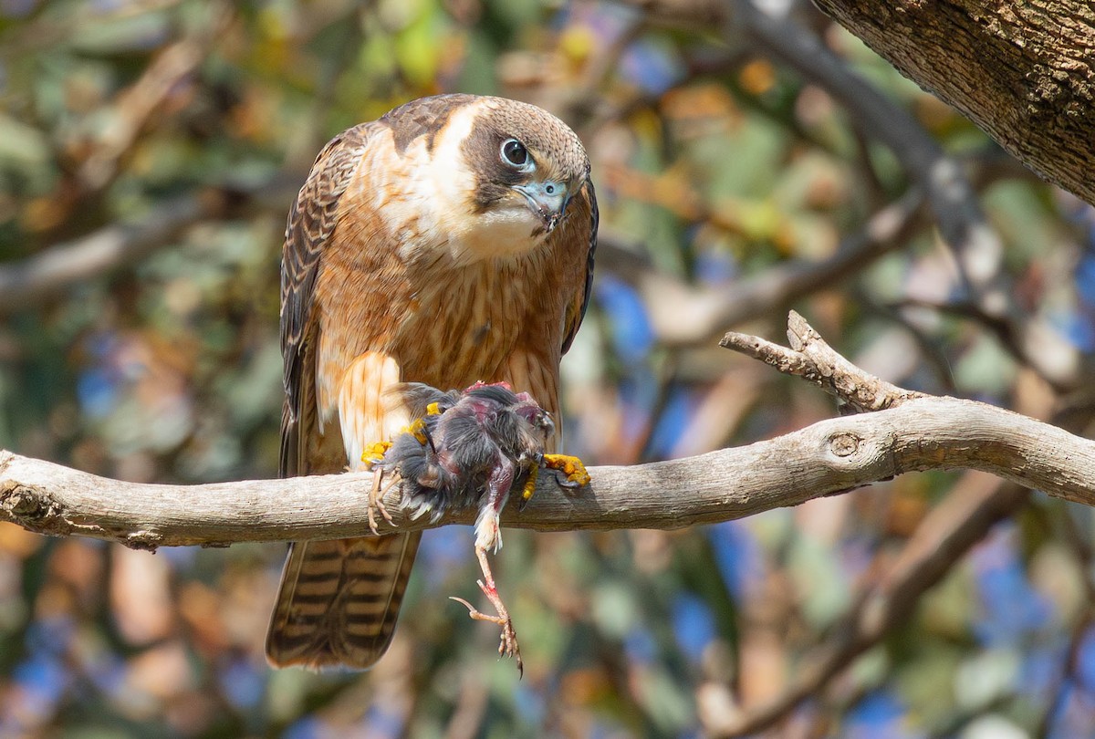 Australian Hobby - ML621534520