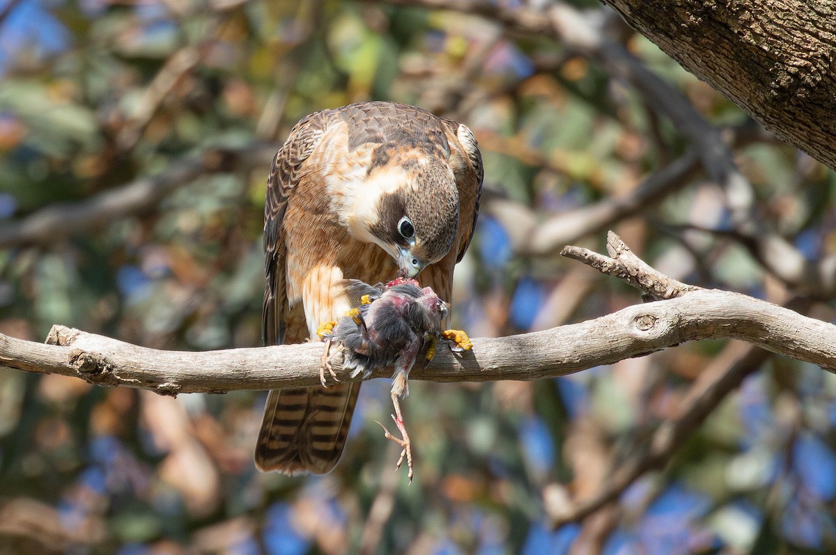 Australian Hobby - ML621534525