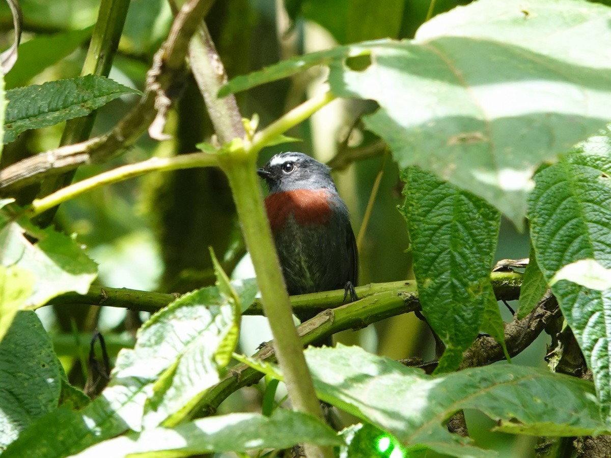 Maroon-belted Chat-Tyrant - ML621534551