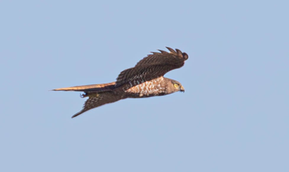 Collared Sparrowhawk - ML621534553