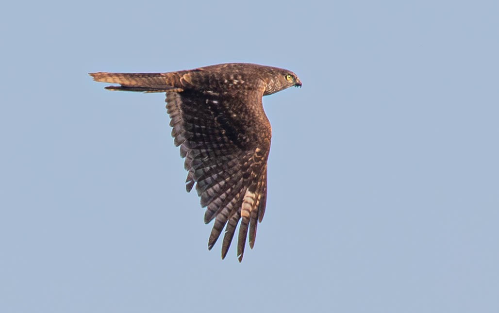 Collared Sparrowhawk - Kevin Bartram