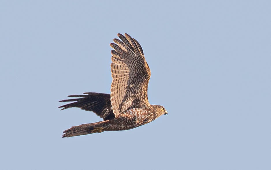 Collared Sparrowhawk - ML621534555