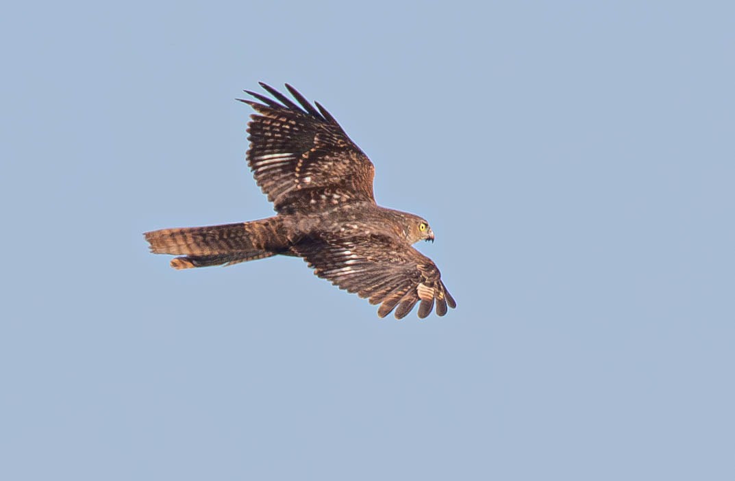 Collared Sparrowhawk - ML621534556