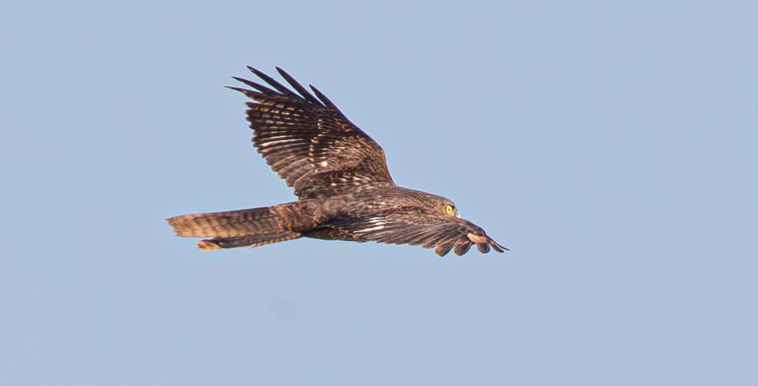 Collared Sparrowhawk - ML621534557