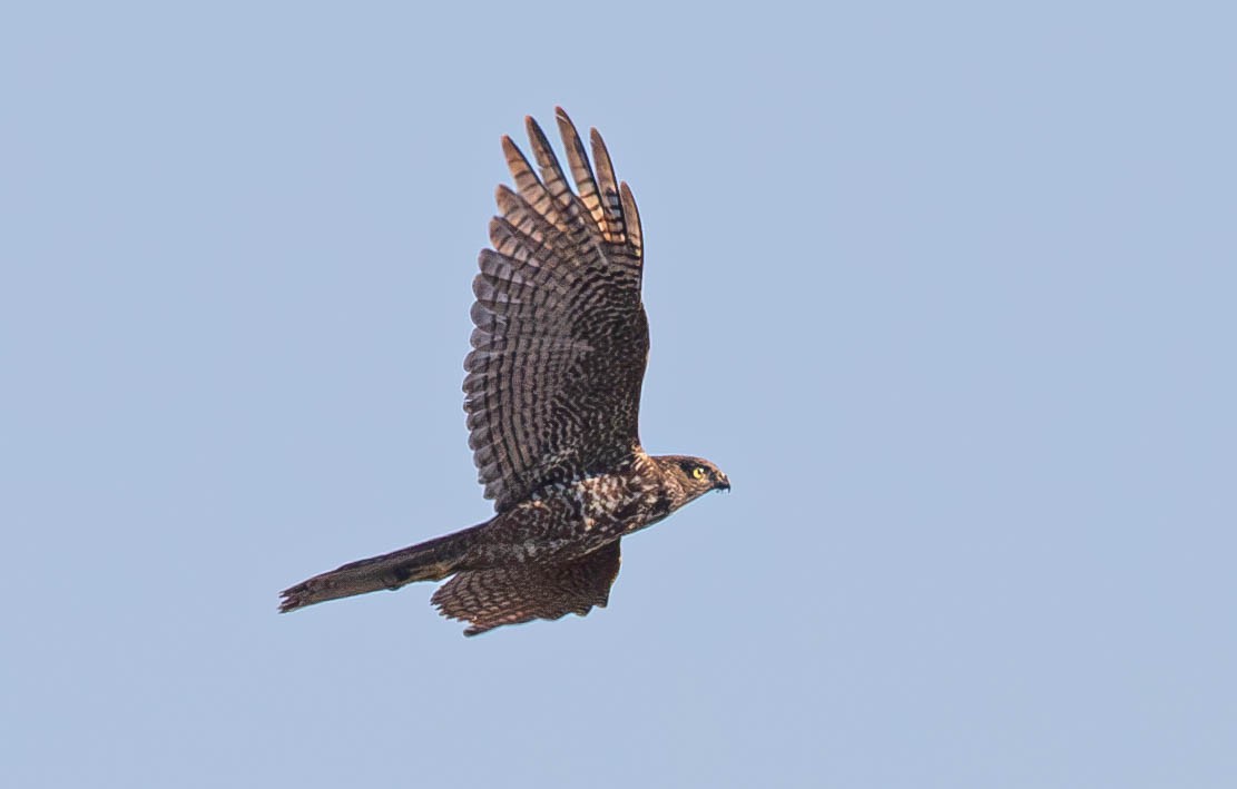 Collared Sparrowhawk - ML621534559