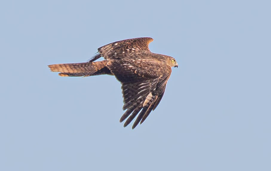 Collared Sparrowhawk - ML621534560