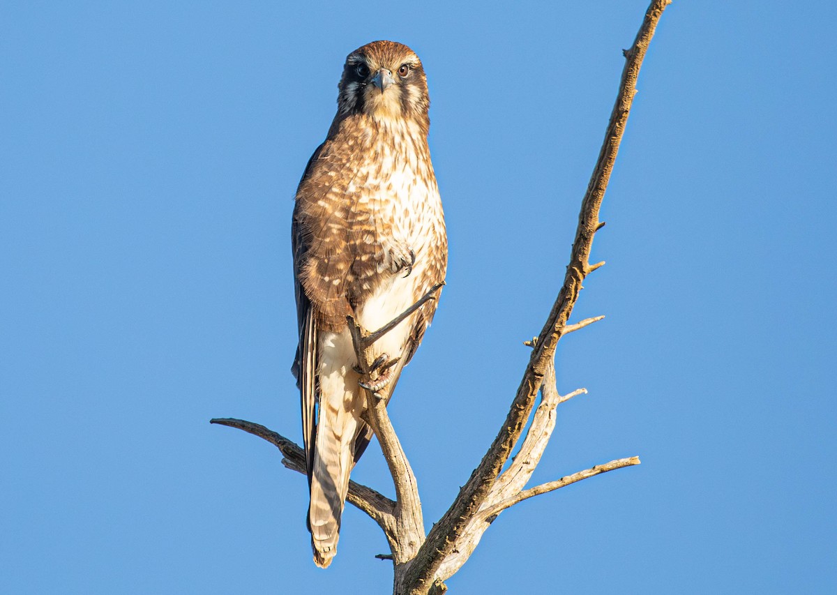 Brown Falcon - ML621534580