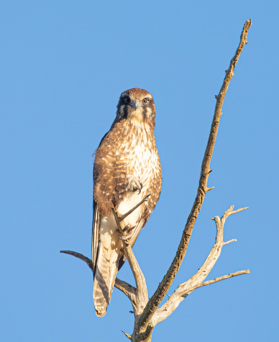 Brown Falcon - ML621534581