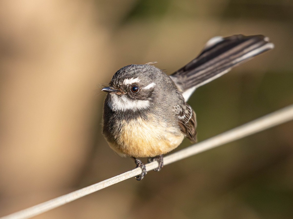 Gray Fantail (alisteri) - ML621534590