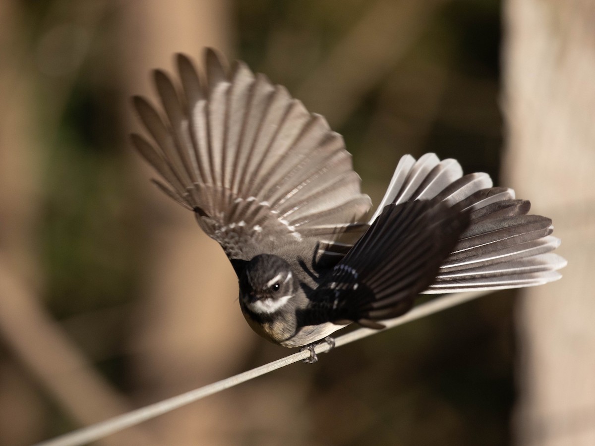 Gray Fantail (alisteri) - ML621534591