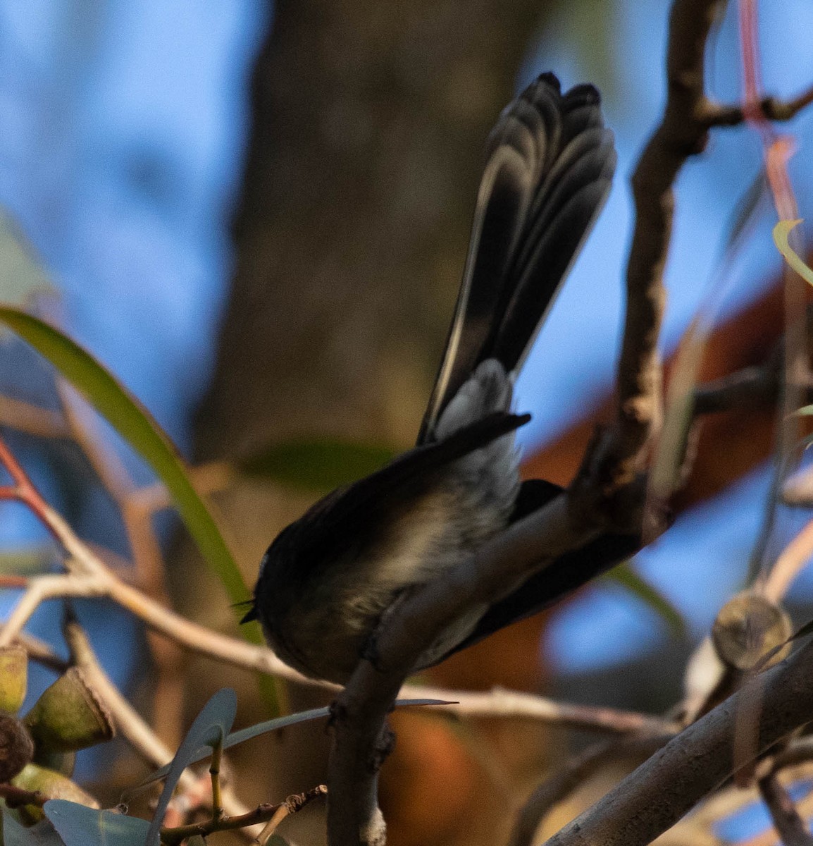 Gray Fantail (albiscapa) - ML621534593