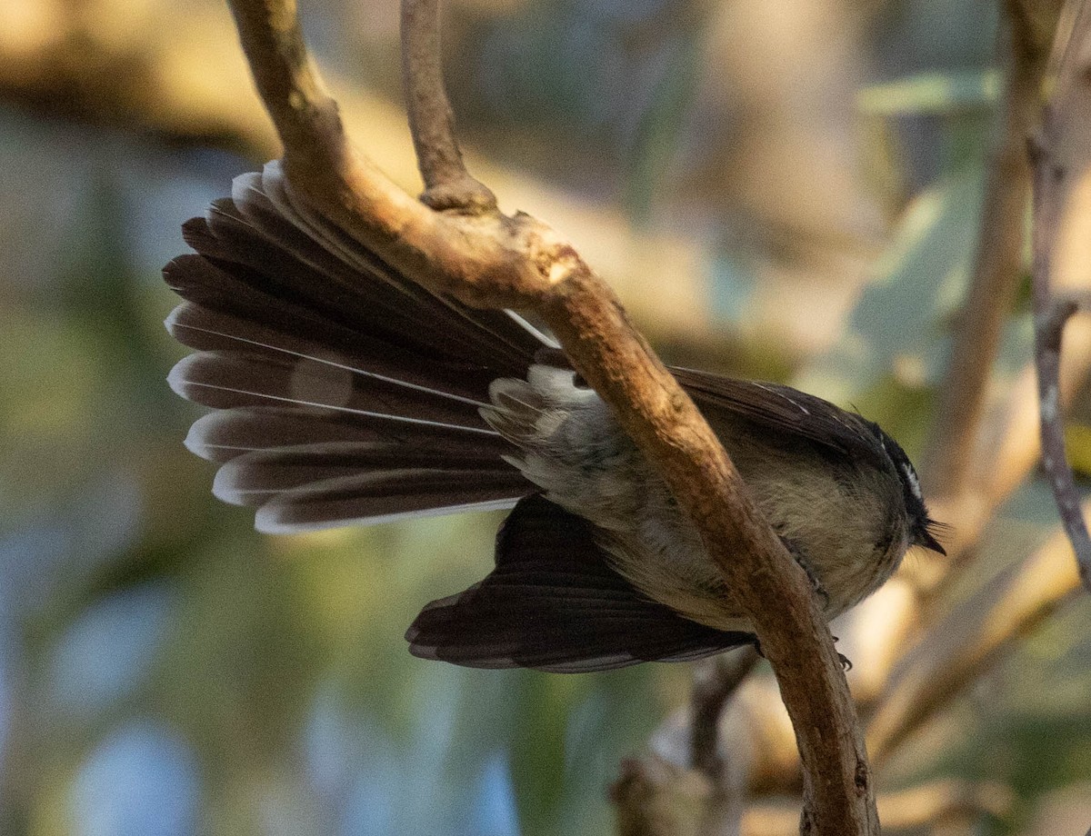 Gray Fantail (albiscapa) - ML621534594