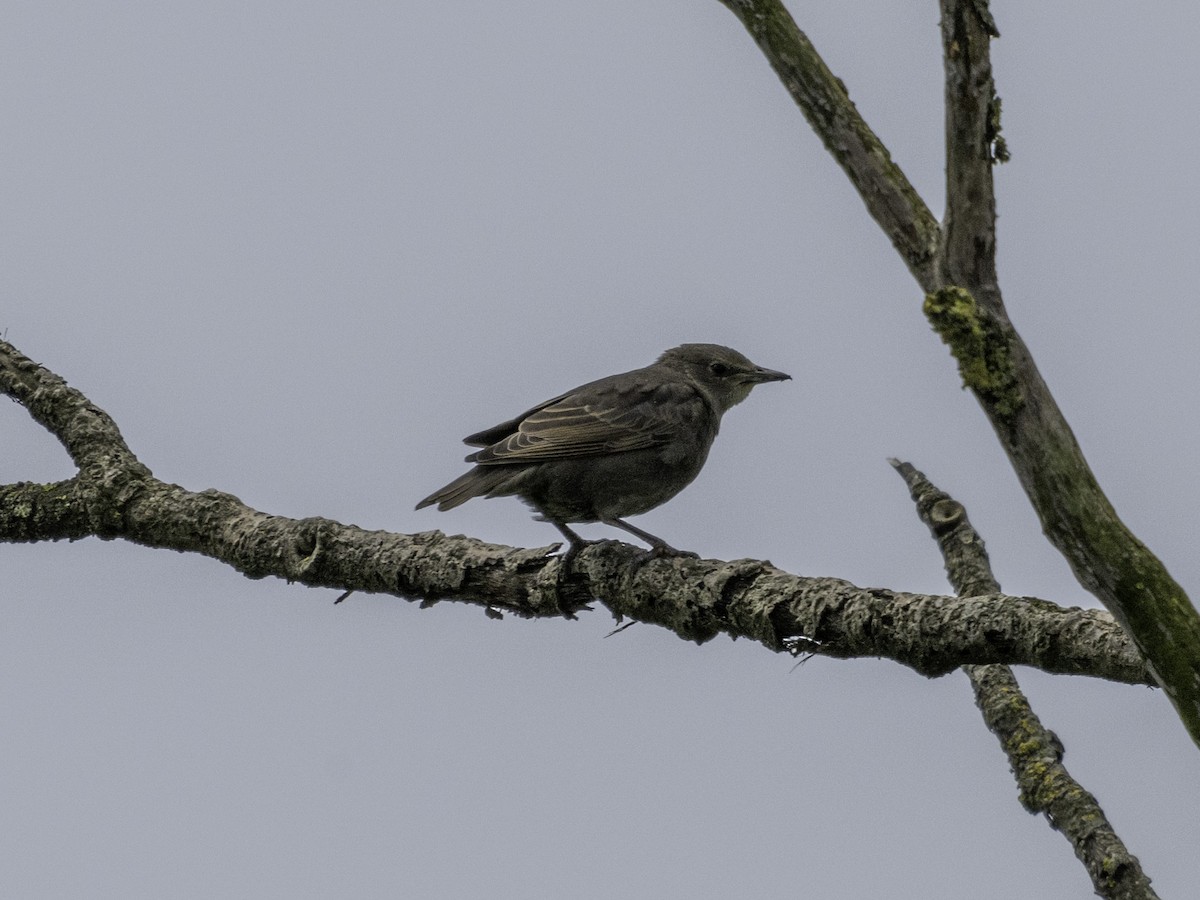 European Starling - ML621534600
