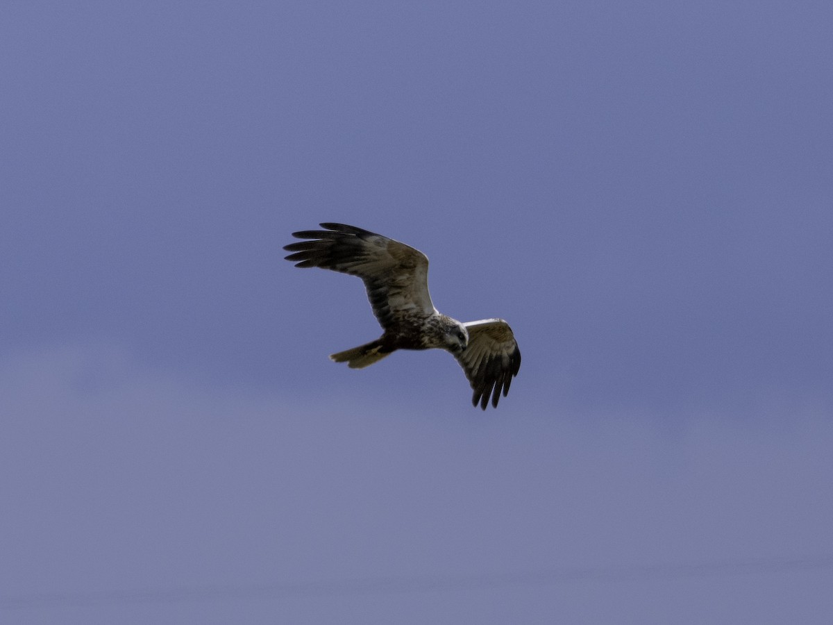 Western Marsh Harrier - ML621534608