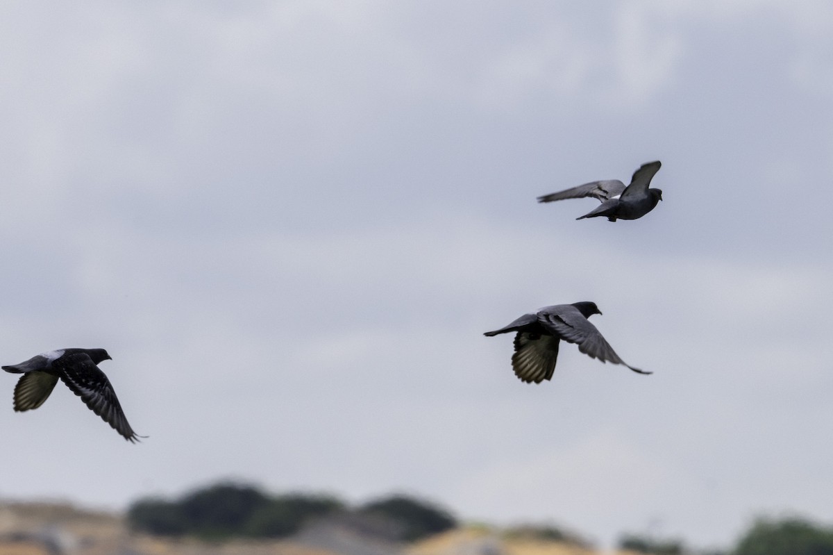 Rock Pigeon (Feral Pigeon) - ML621534613