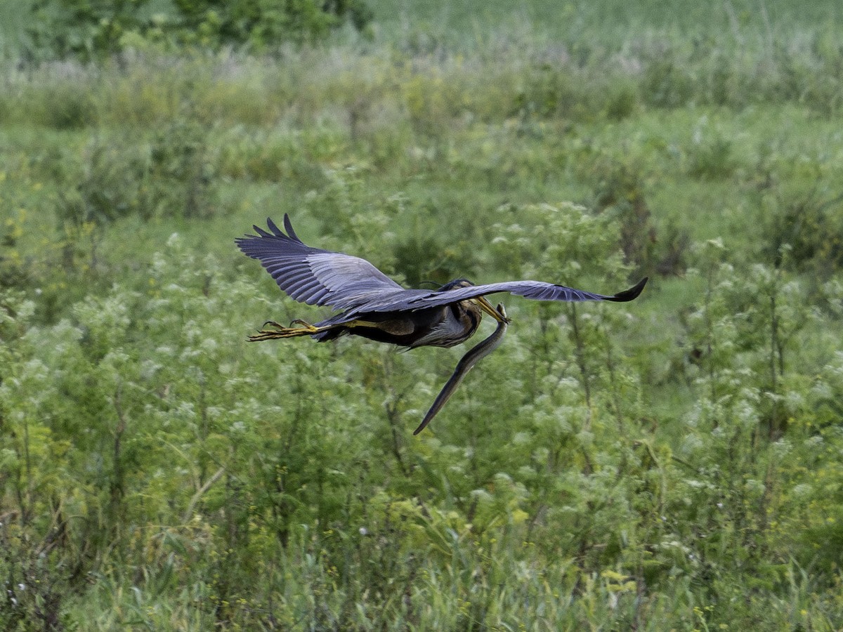 Purple Heron - ML621534617