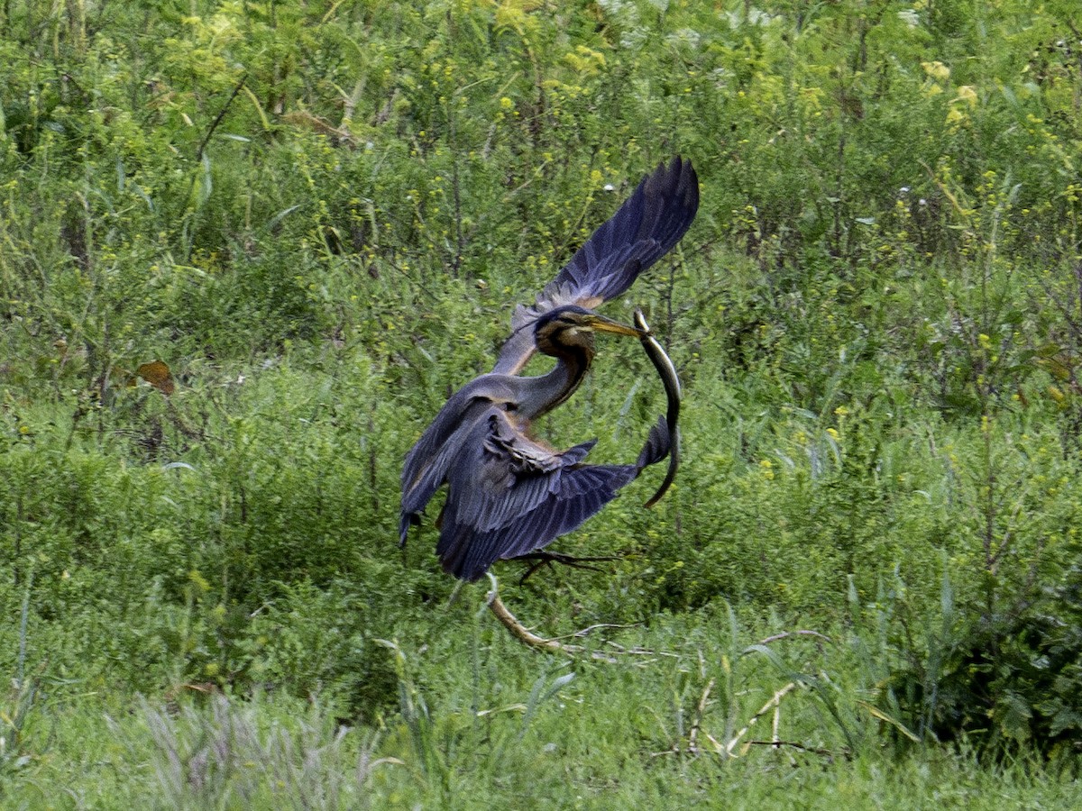 Purple Heron - ML621534619