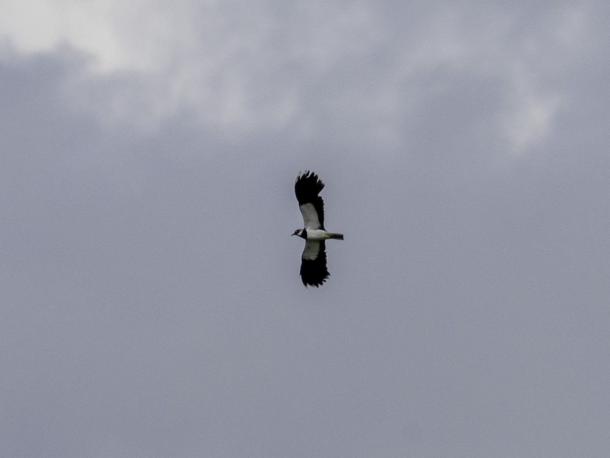 Northern Lapwing - ML621534625
