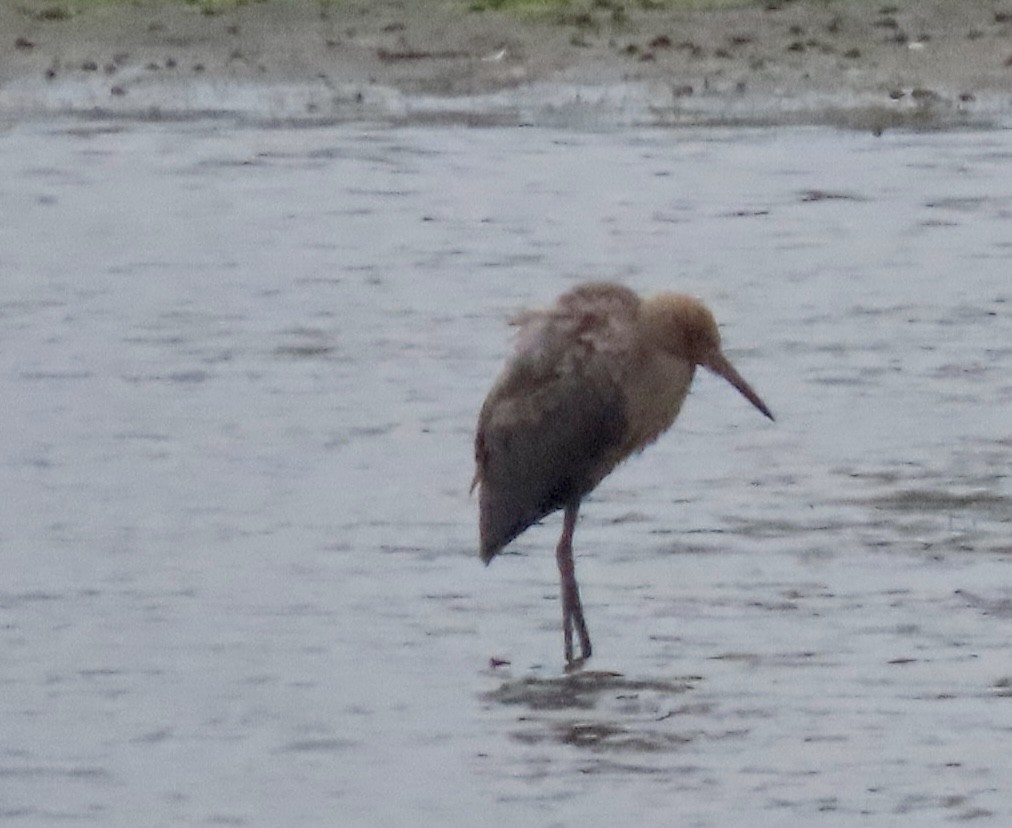 Reddish Egret - ML621534630