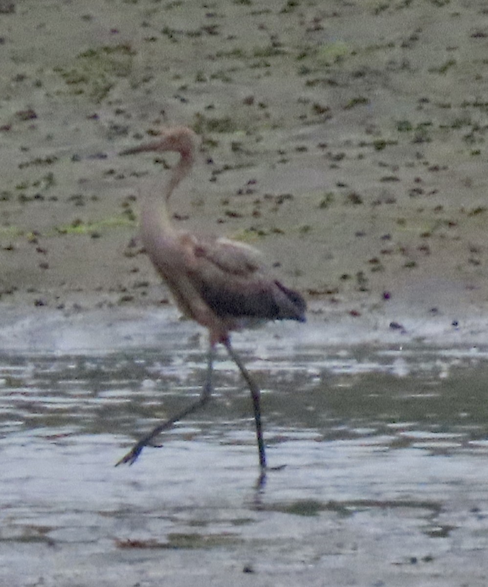 Reddish Egret - ML621534633