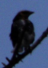 Brown-headed Cowbird - ML621534695
