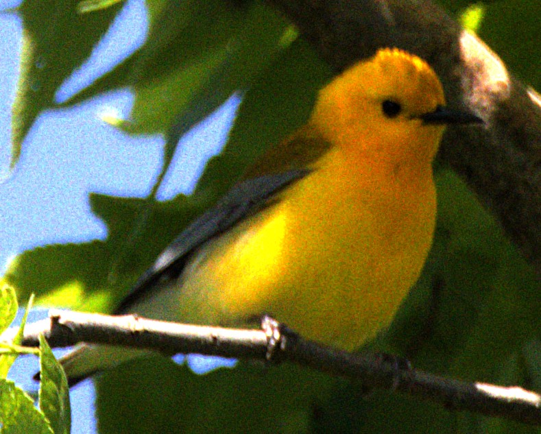 Prothonotary Warbler - ML621534700