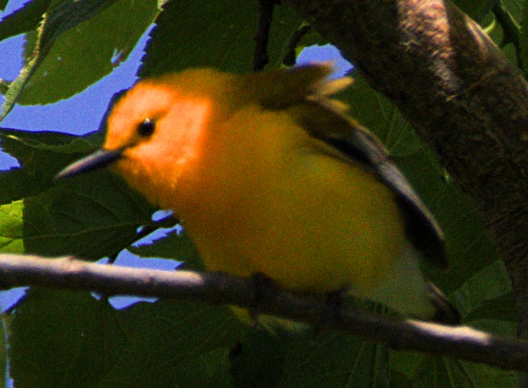 Prothonotary Warbler - ML621534701