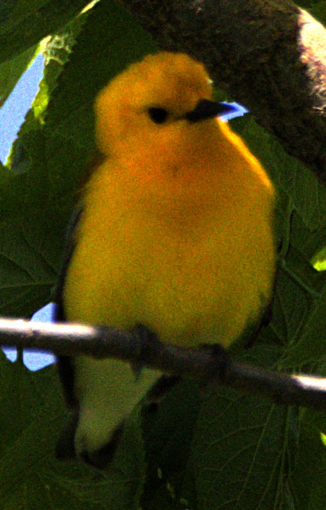 Prothonotary Warbler - ML621534702