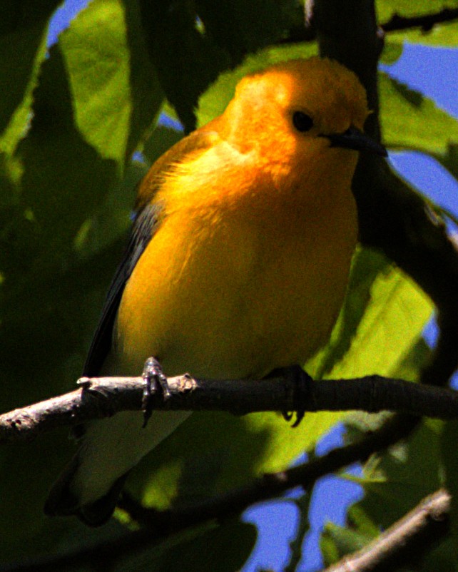 Prothonotary Warbler - ML621534703