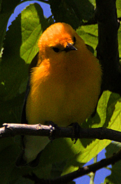 Prothonotary Warbler - ML621534704