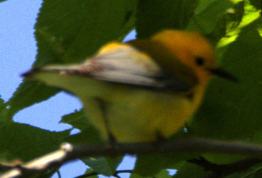 Prothonotary Warbler - ML621534705