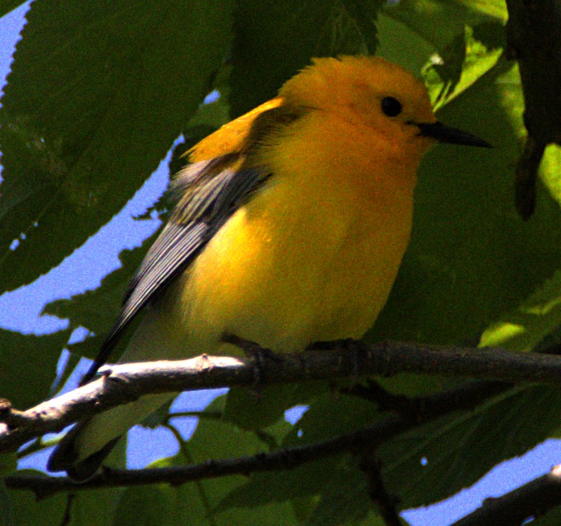 Prothonotary Warbler - ML621534706