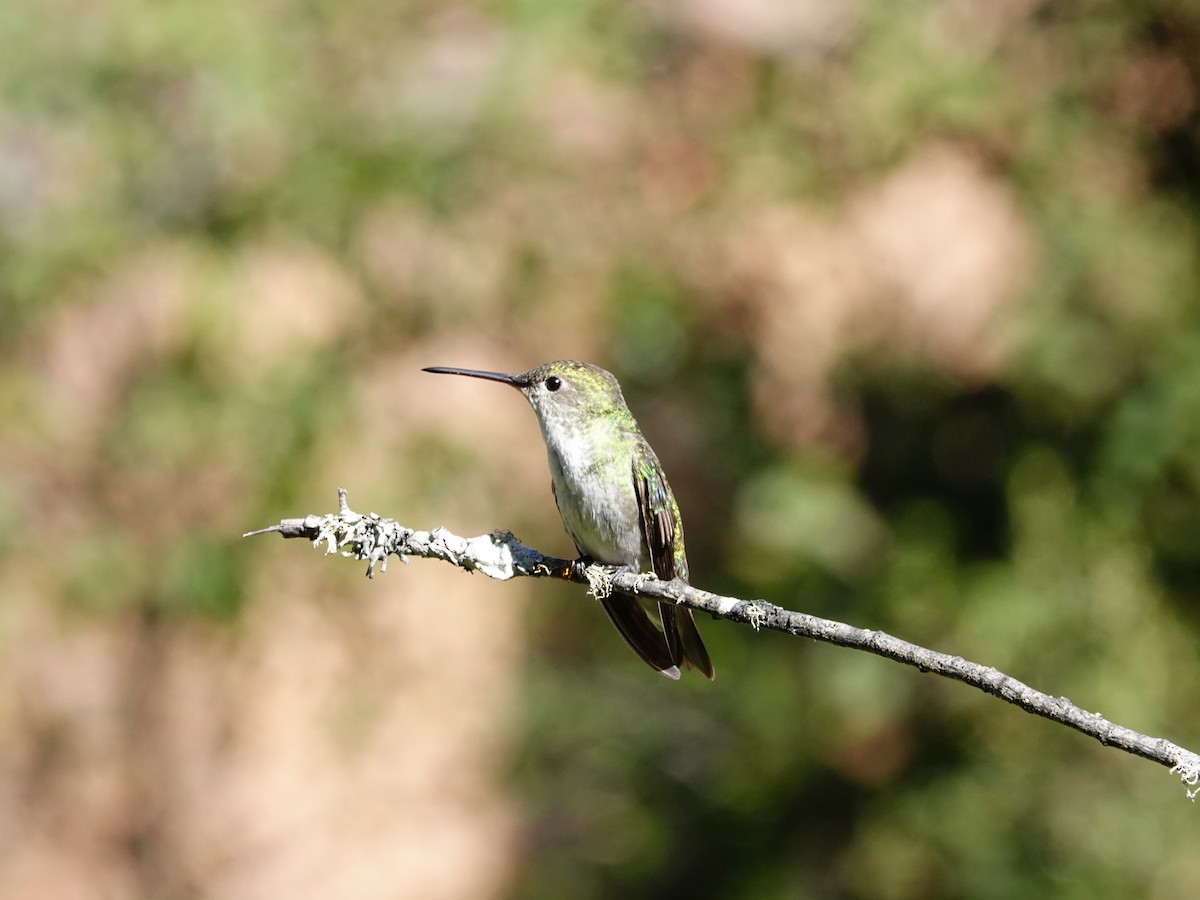 Green-and-white Hummingbird - ML621534707
