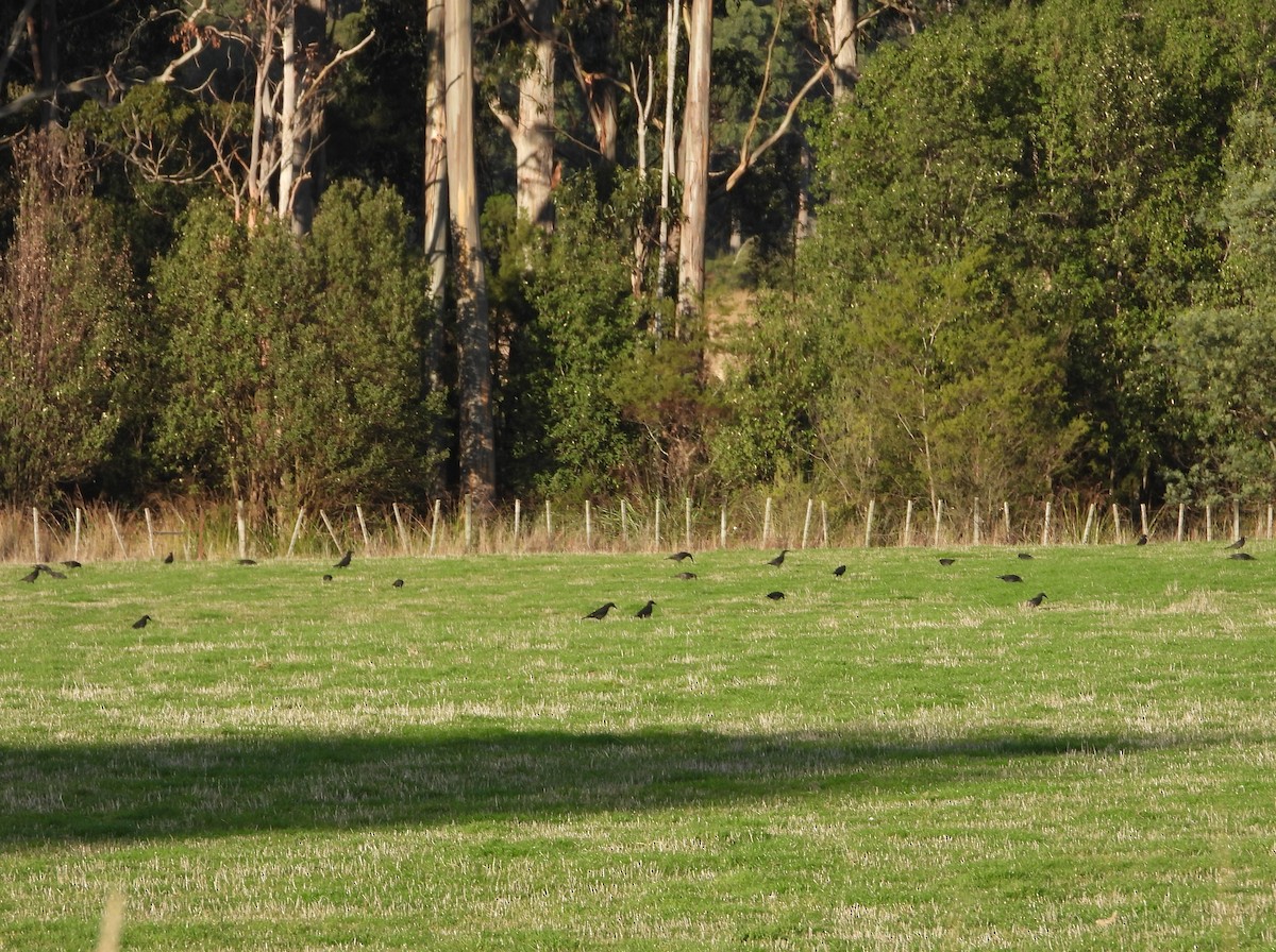 Black Currawong - ML621535001