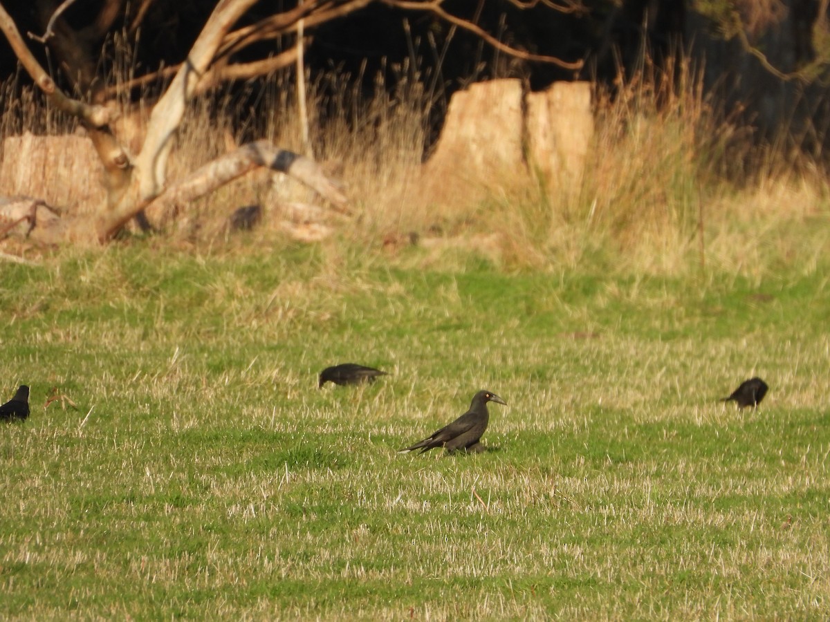 Black Currawong - ML621535003