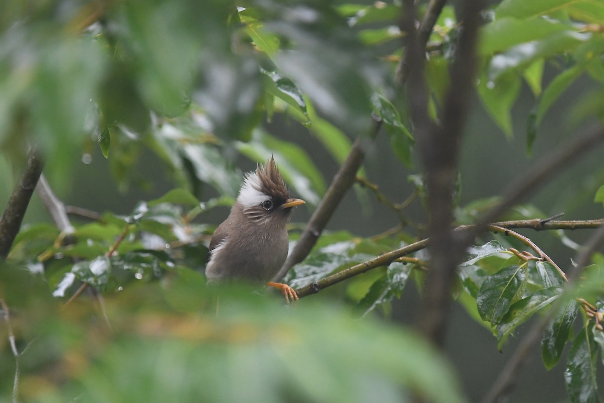 White-collared Yuhina - ML621535046