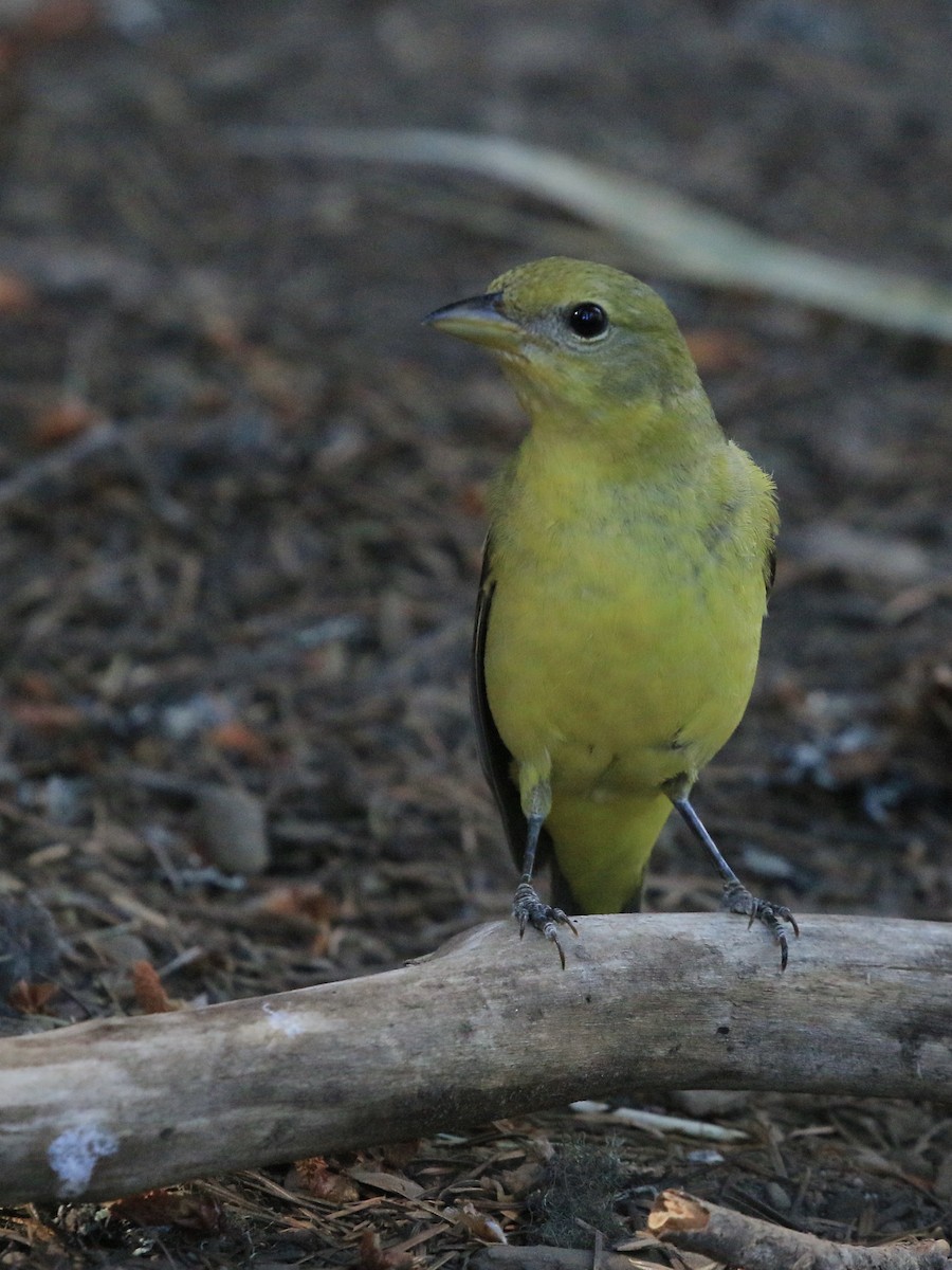 Western Tanager - ML621535075
