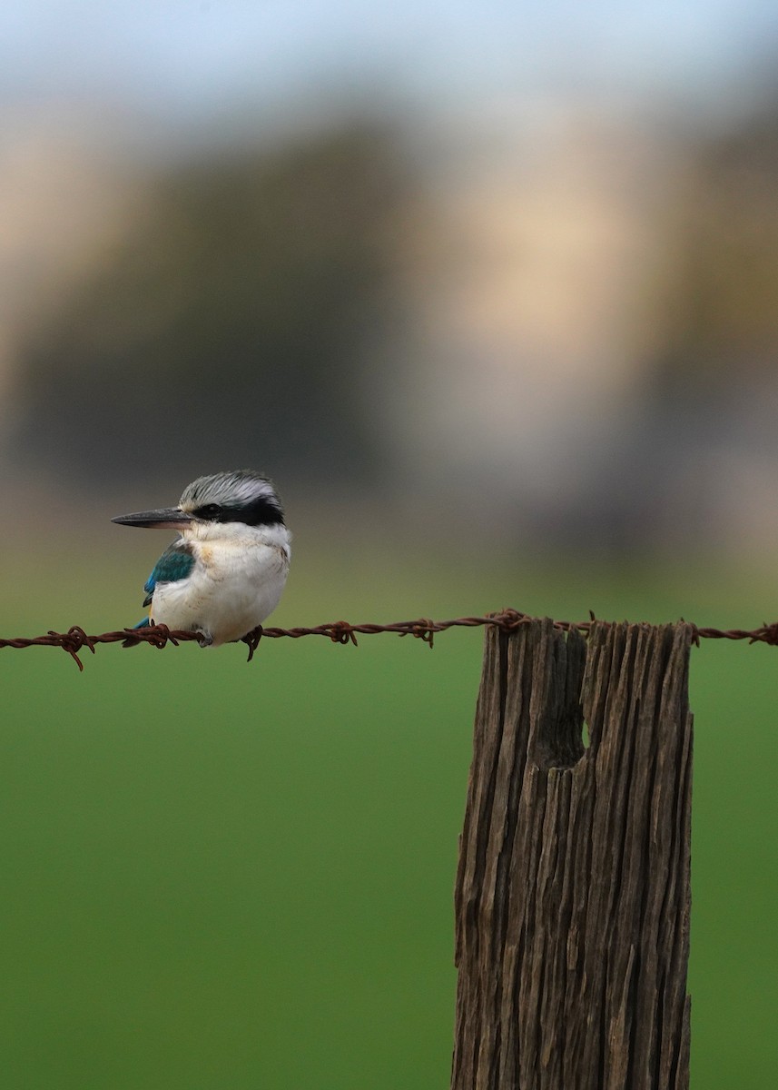 Red-backed Kingfisher - ML621535077