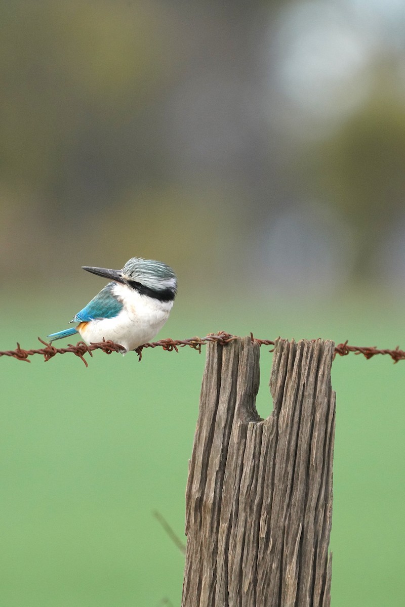 Red-backed Kingfisher - ML621535079