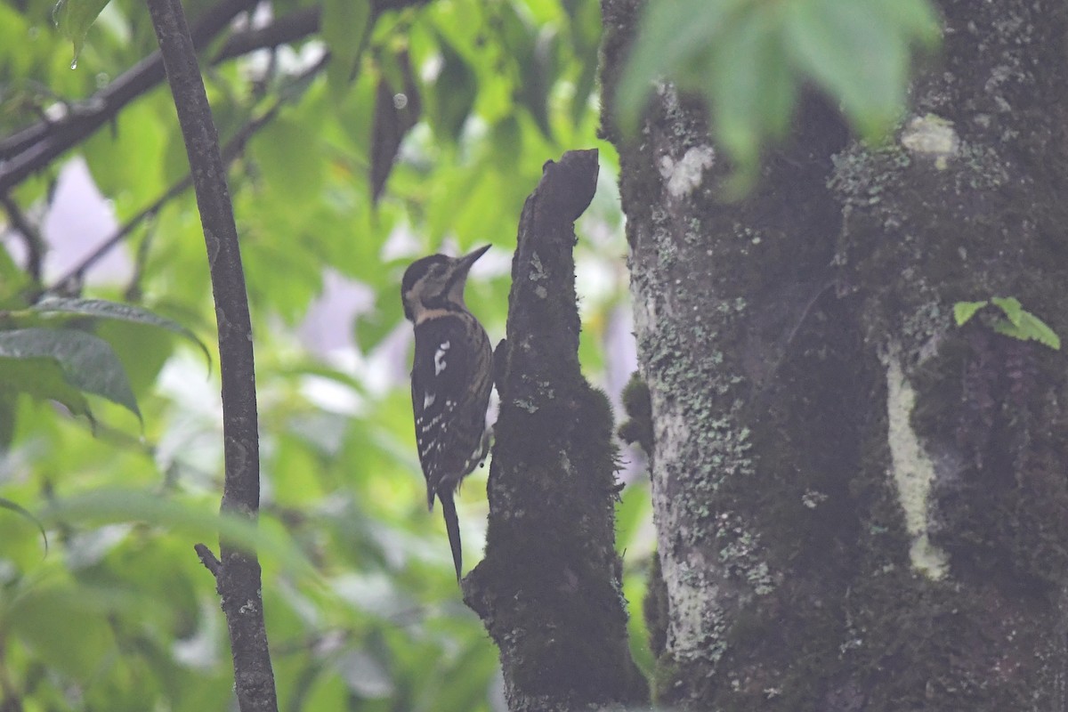 Darjeeling Woodpecker - ML621535081