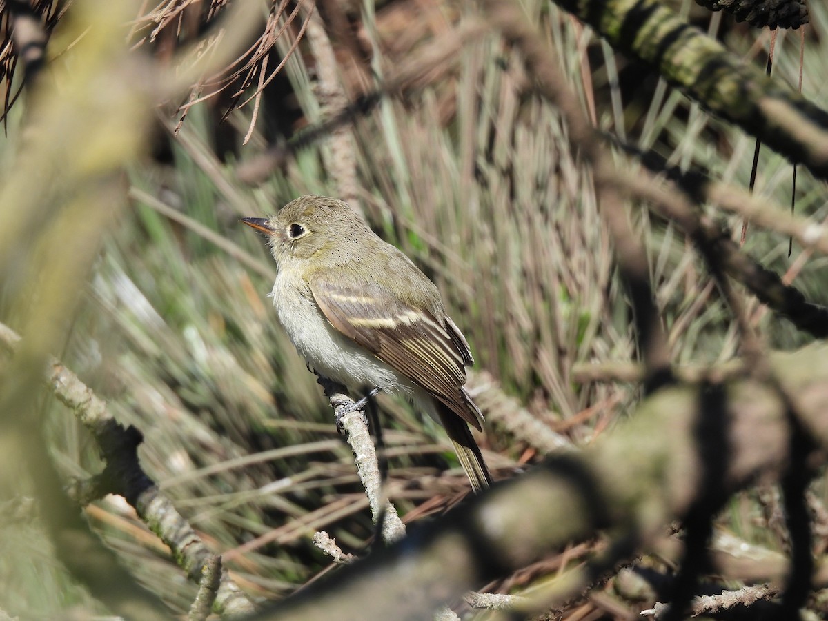 Western Flycatcher - ML621535124